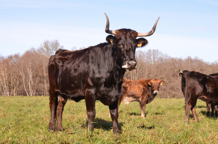 Naciones Unidas aplaude la recuperación de las vacas gallegas 'caldelás'