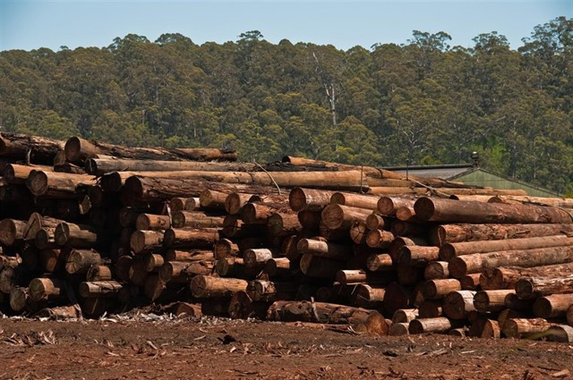 Subasta de madera de Ourense por casi un millón de euros en plena subida de los precios