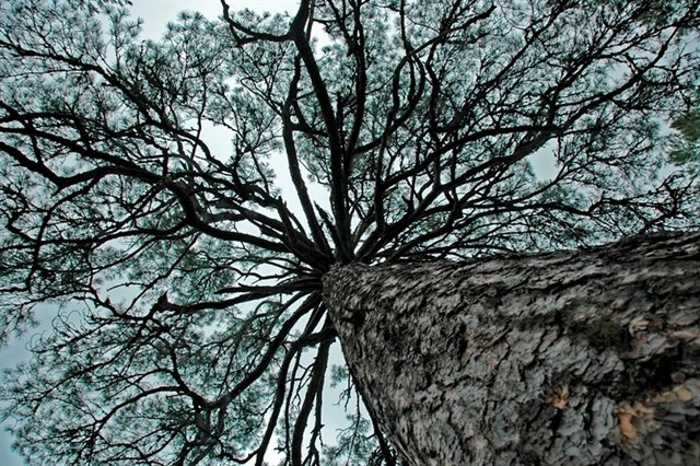 ​Las plantaciones de pino en Galicia cogen fuerza después de años de crisis