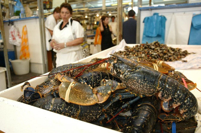 A partir de hoxe, 1 de xullo, permítese a captura do polbo, da nécora e do lumbrigante