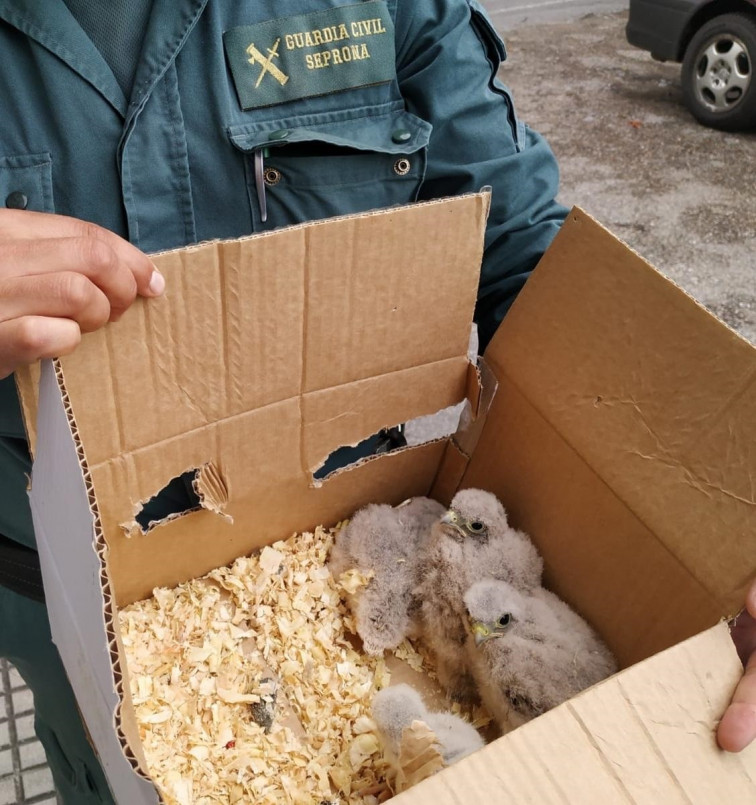 Guardia Civil rescata a polluelos de cernícalo, expoliados de su nido por un centro de cetrería