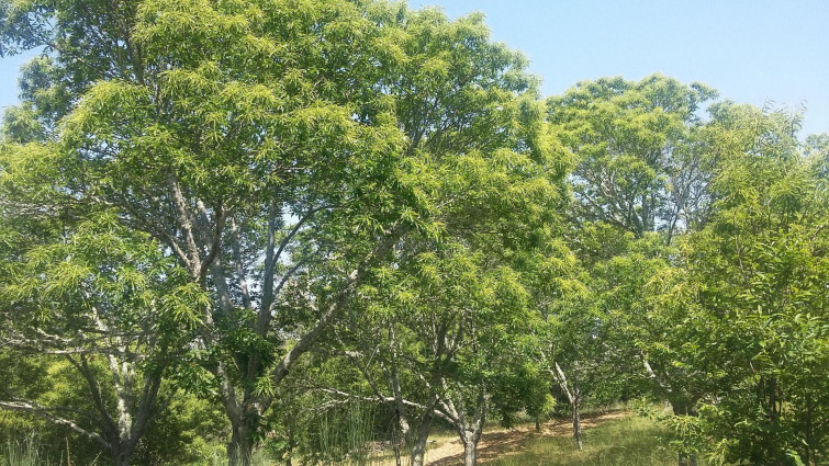 La parcelaria puede acabar con un negocio de castaña ecológica con árboles centenarios