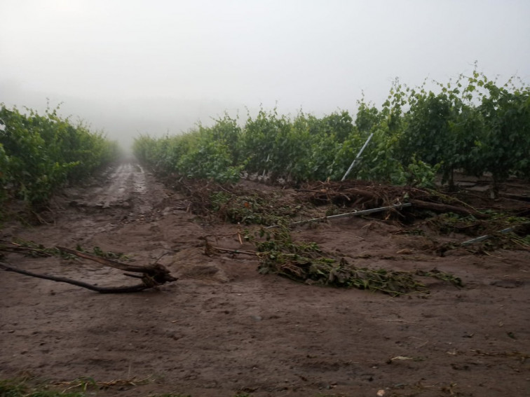 ​La producción de vinos con Denominación de Origen de Valdeorras y Monterrei en jaque por las tormentas