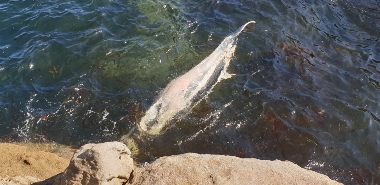 Aparece el cadáver de una ballena en una playa de Cervo