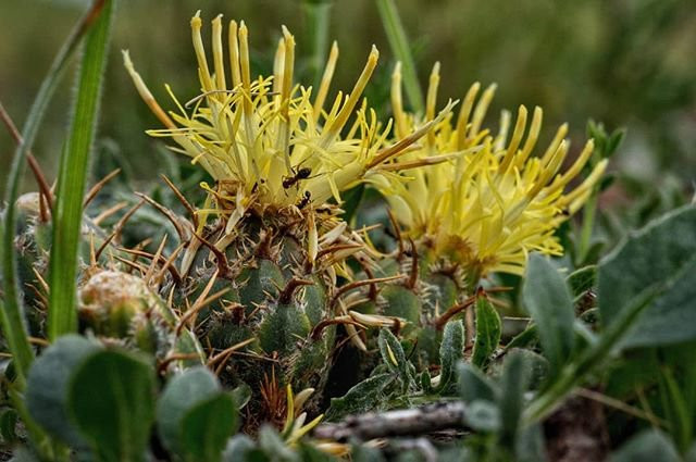 Flor gallega única en el mundo y en peligro de extinción amenazada por 