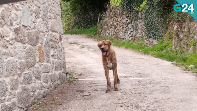 No hay que sacrificar al perro mastín que mandó a cuatro personas al hospital en un ataque, razonan animalistas