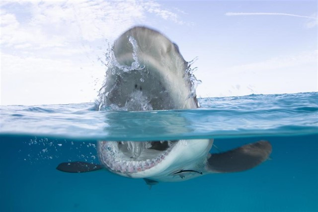 Aviso por tiburones en la playa de A Frouxeira de Valdoviño