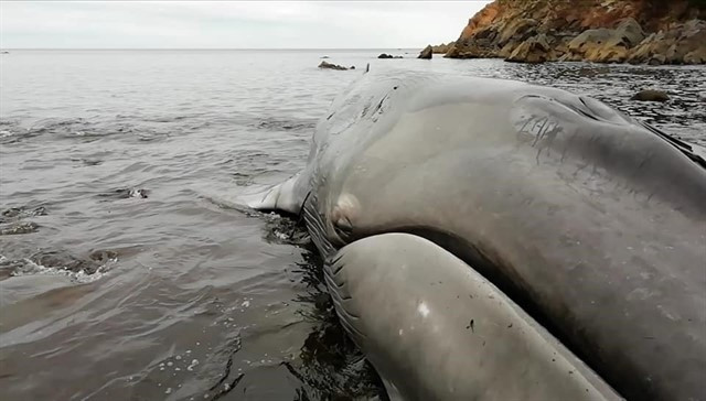 Devuelven al mar una ballena varada en una playa de Foz