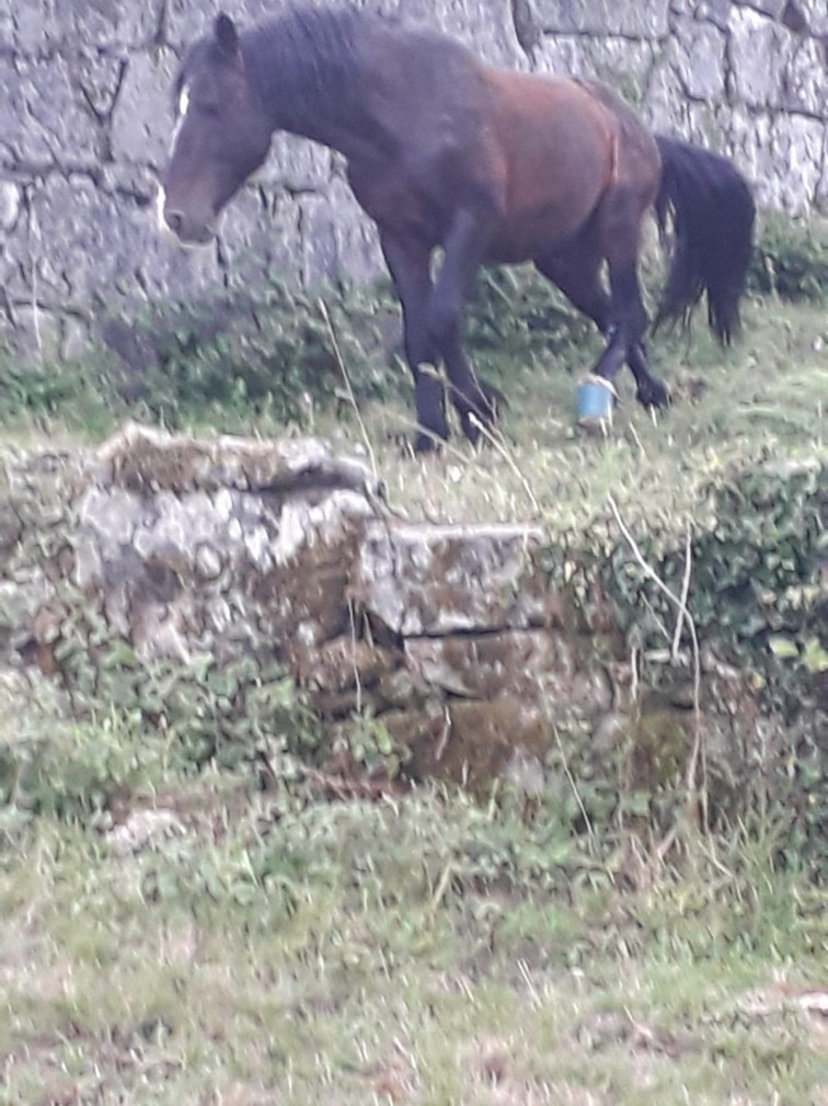 Nuevo caso de caballo maltratado en Galicia: obligado a caminar con un cepo clavado en las patas