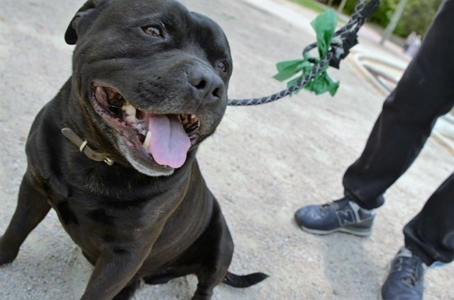 Dos perros potencialmente peligrosos sin bozal mandan al hospital a una octogenaria en Melide