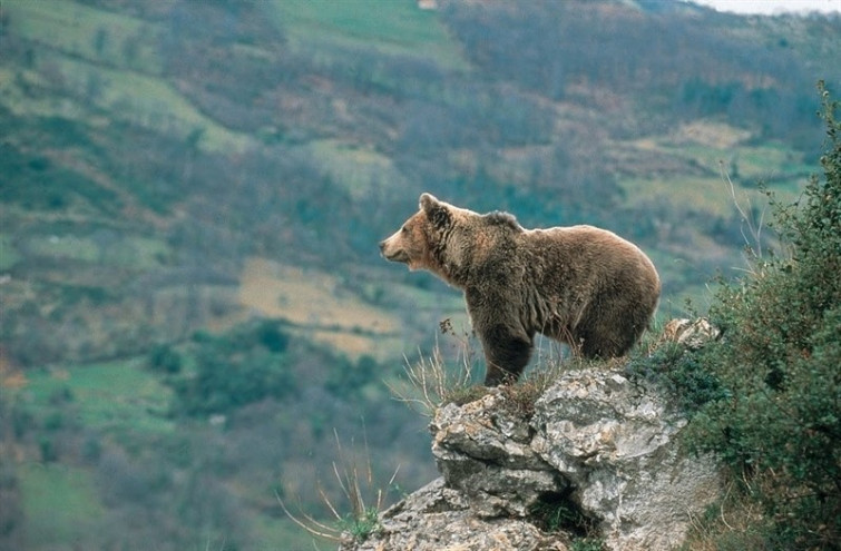 ​La Xunta da por buena una Declaración Ambiental aprobada con Fraga que pone en peligro a varias especies protegidas