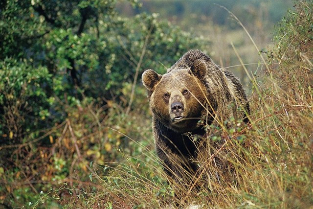 ​La Xunta amenaza la población del oso pardo mientras participa en seminarios para su conservación