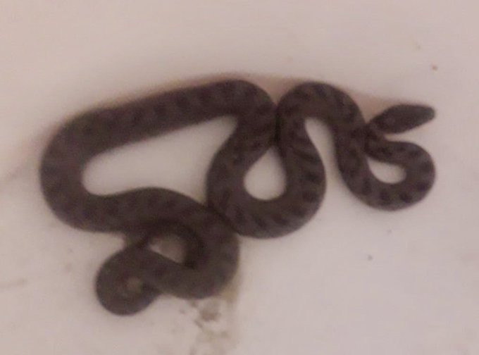 Se encuentran una serpiente de más de un metro debajo del fregadero de su piso en Tomiño