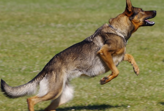 El perro de la familia hiere gravemente a una niña de 1 año