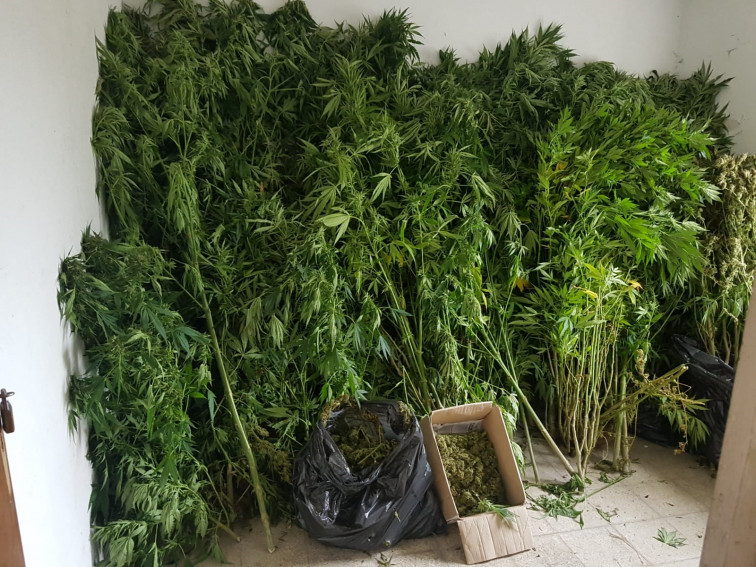 Un huerto en Begonte con 255 plantas de marihuana