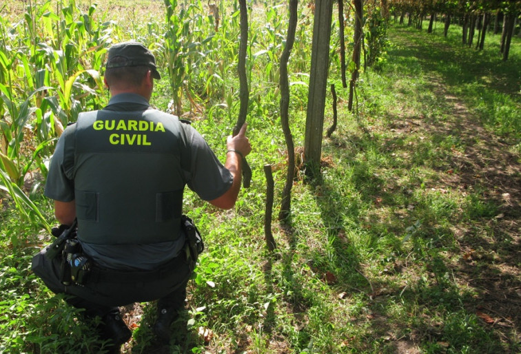 Destroza cientos de cepas de Albariño para vengarse de un vecino en Cambados