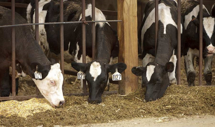 La subida del precio de la leche no evita que Galicia siga a la cola de España