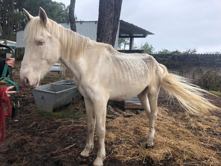 Así de desnutrido tiene el dueño a este caballo de Meis