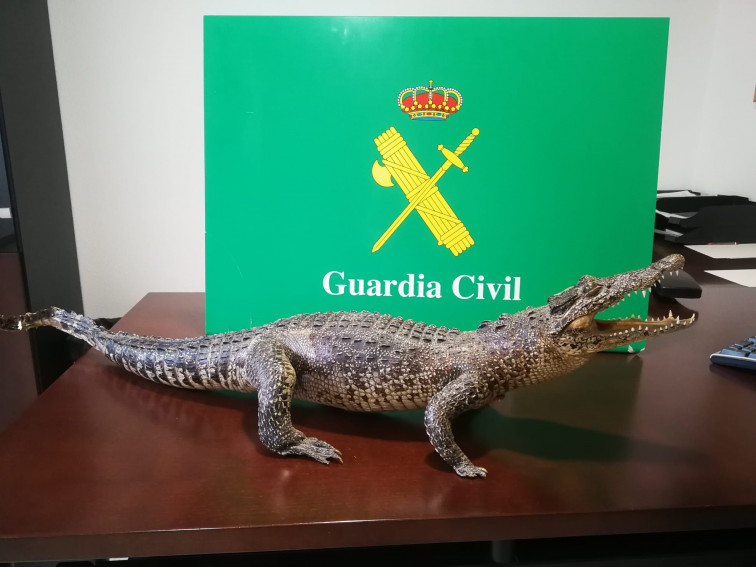 Un cocodrilo disecado incautado por la Guardia Civil en Arteixo