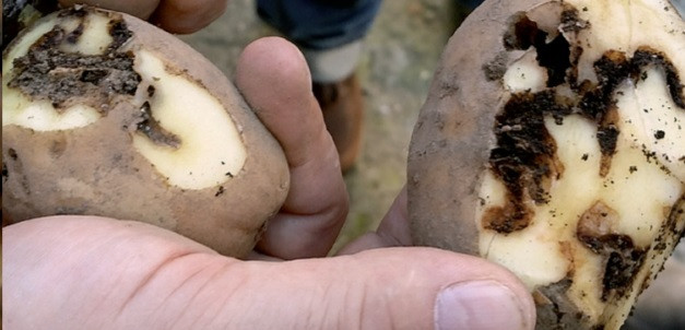 Alerta por la expansión de la plaga de la patata a Carballo, limítrofe Coristanco, una de las mecas de patata gallega