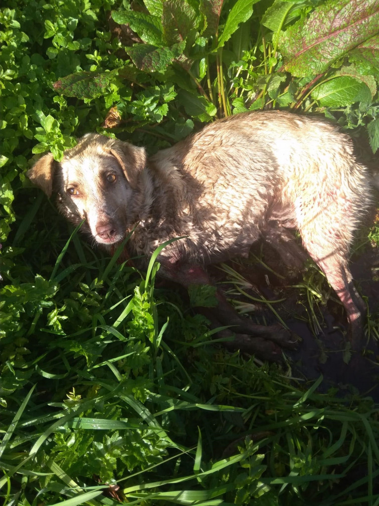 El Colegio de Veterinarios de Lugo también denunciará al cazador que mató a su perra a balazos en Chantada