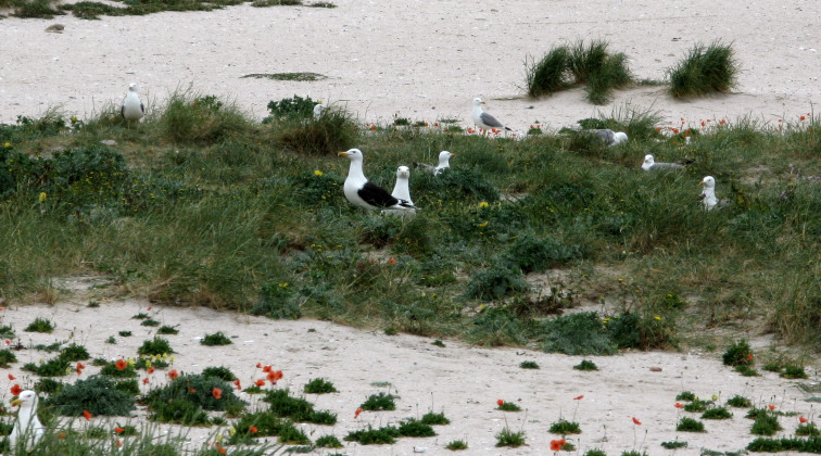 Medio Ambiente confirma a reprodución do pato frisado, da gabita e do gaivotón, tres especies moi pouco comúns que crían no arquipélago de Sálvora