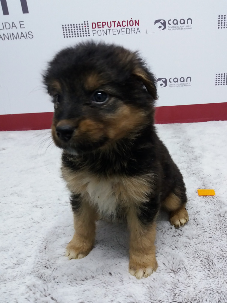 Una de los cuatro cachorros salvados en Vilanova encuentra un nuevo hogar