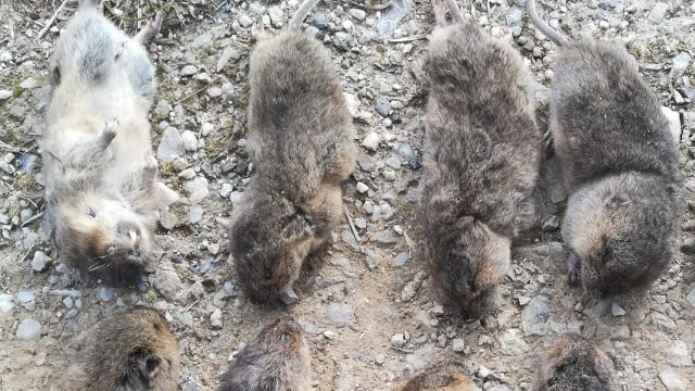 Los cazadores de zorros responden que quedarán suficientes para controlar la plaga de ratas-topo