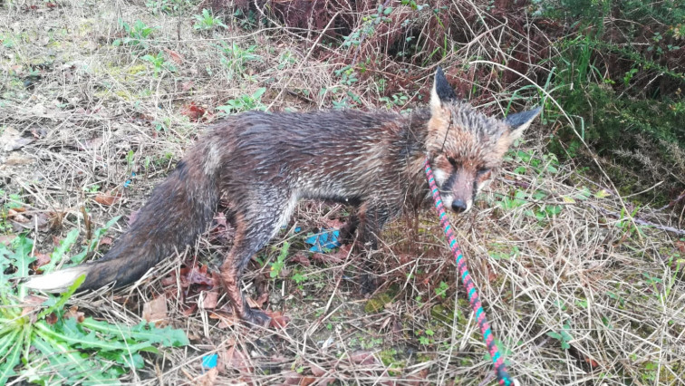 Un zorro capturado aturdido en una avenida de Vigo