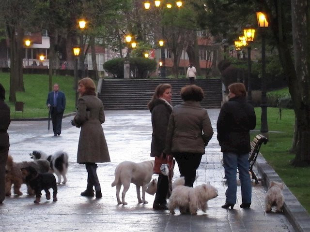 Pasear perros durante la cuarentena, la excusa de los 'proxenetas de perros' para ganar dinero