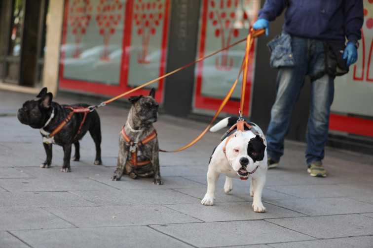 Animalistas piden al Gobierno gallego que permita los desplazamientos a refugios para facilitar las adopciones