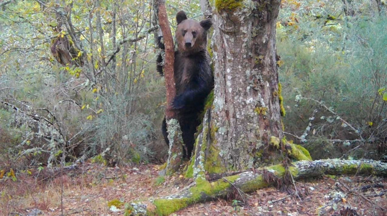 Avistado el primer oso pardo en el Macizo Central de Ourense en 150 años