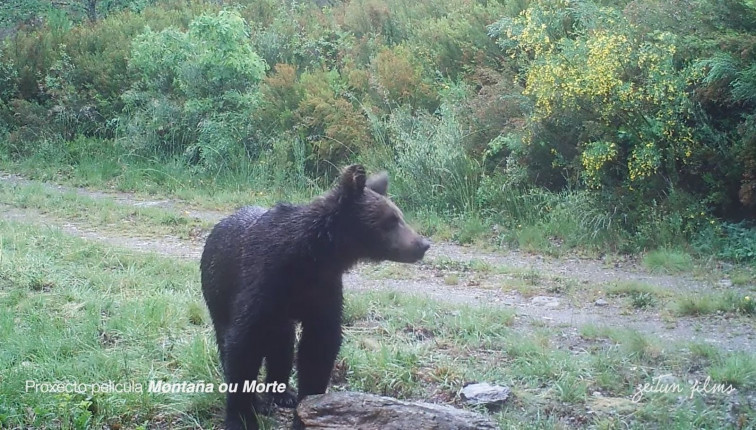 El plan de recuperación del oso pardo en Galicia 