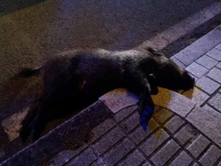 La Policía Local de Vigo mata a tiros a un jabalí en el barrio de Coia