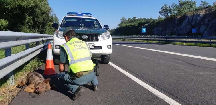 Ojo al volante: la cuarentena está provocando el aumento de los atropellos de animales