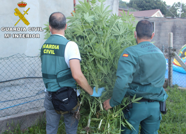 Incautación de una plantación de marihuana en Cangas