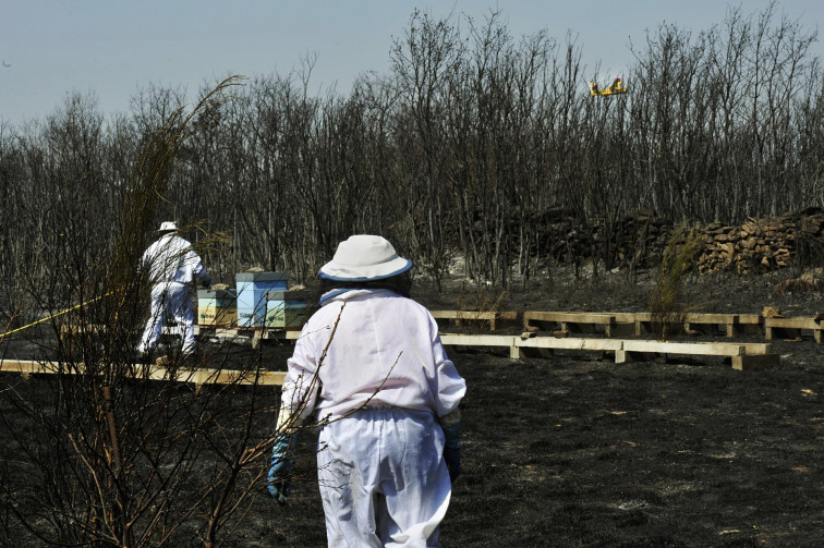 La otra cara de los incendios de Ourense: 'Libera!' cifra en unos 5.000 los animales muertos en los incendios