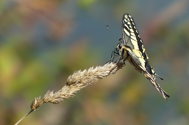 Papilio Machaon en Cabana de Bergantiu00f1os