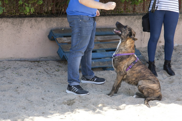 Más de 111.000 firmas en Change.org instan al Ministerio de Hacienda y a la Xunta a reducir el IVA veterinario