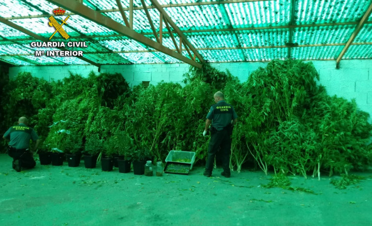 La Guardia Civil interviene tres plantaciones de marihuana en Arbo con cerca de un centenar de plantas