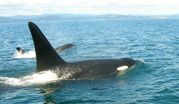 Otro incidente con orcas en la costa gallega: embisten un velero hasta dejarlo sin timón