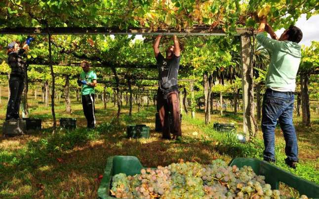 Adegas e viticultores apuran esta fin de semana a vendima de Rías Baixas