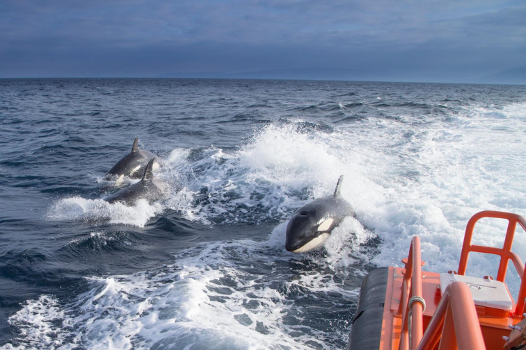 Un velero registra un encuentro con un grupo de cinco orcas entre las islas de Sálvora y Ons