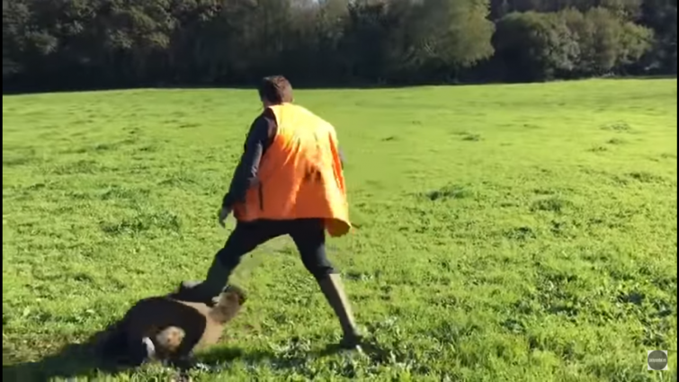 (VÍDEO) Un jabalí se venga de sus cazadores: se hace el muerto y los ataca cuando van a por su pieza