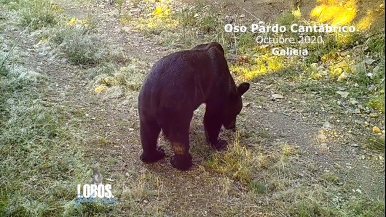 (VÍDEO) Nuevas imágenes evidencian el regreso del oso pardo cantábrico a los montes gallegos