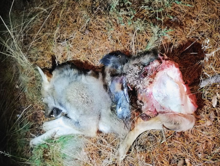 ​Cazadores furtivos “revientan de un disparo a bocajarro” y abandonan a un lobo de cinco meses en Cualedro