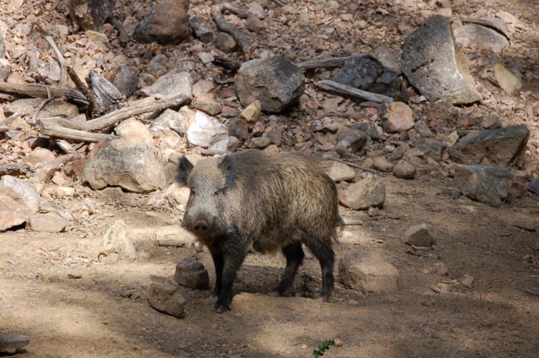 Los cazadores se podrán saltar el confinamiento para evitar los daños del jabalí en cosechas y ganado, justifica la Xunta