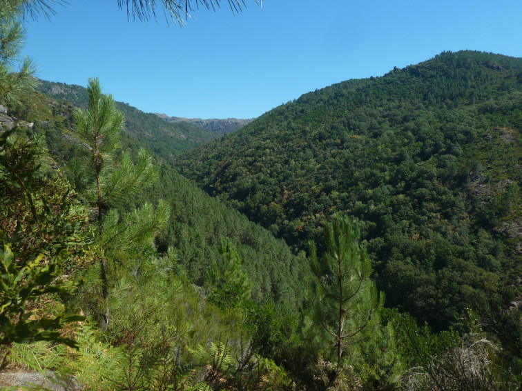 Galicia es la comunidad que menos protege sus bosques: solo el 15% de su superficie forestal está protegida