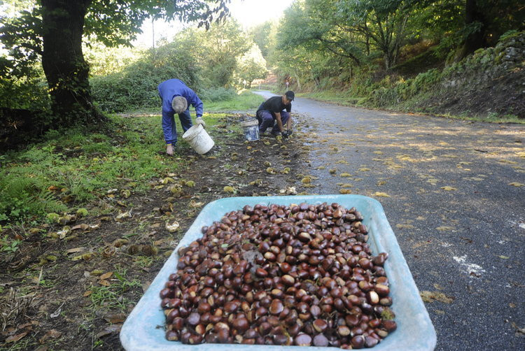 Alarma en Valdeorras y la Ribeira Sacra por los robos de castañas