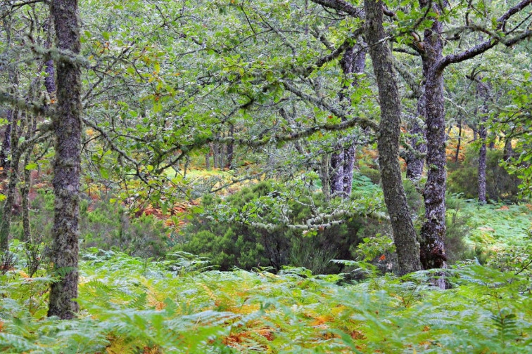 Las Fragas do Eume, joya ecológica de Galicia, carece de 